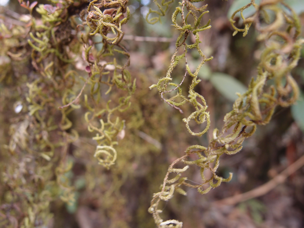 2018-01-16 12 Uhr - Im Shivapuri Nagarjun National Park (Nagi Gumba) (Foto) 